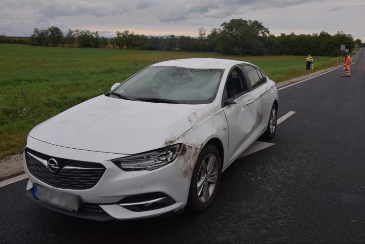 Szarvas ugrott egy Opel oldalának a 86-os főúton - megsérült a sofőr